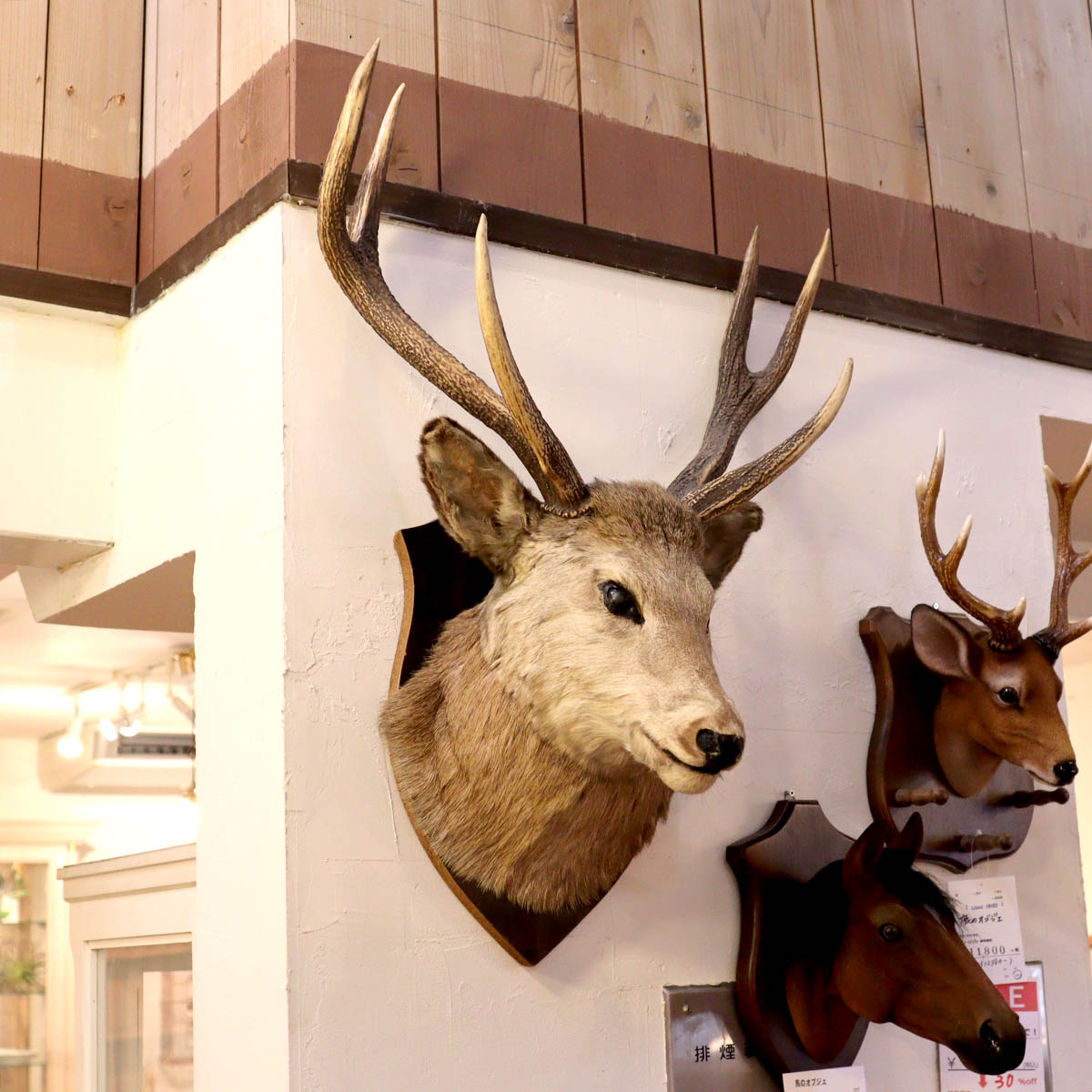 鹿の剥製 ハンティングトロフィー オブジェ 中古