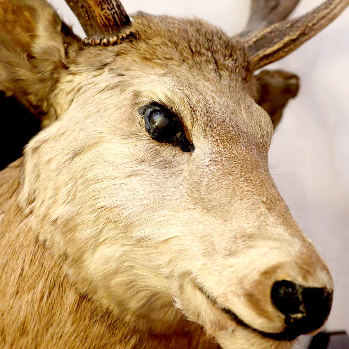 鹿の剥製 ハンティングトロフィー オブジェ 中古