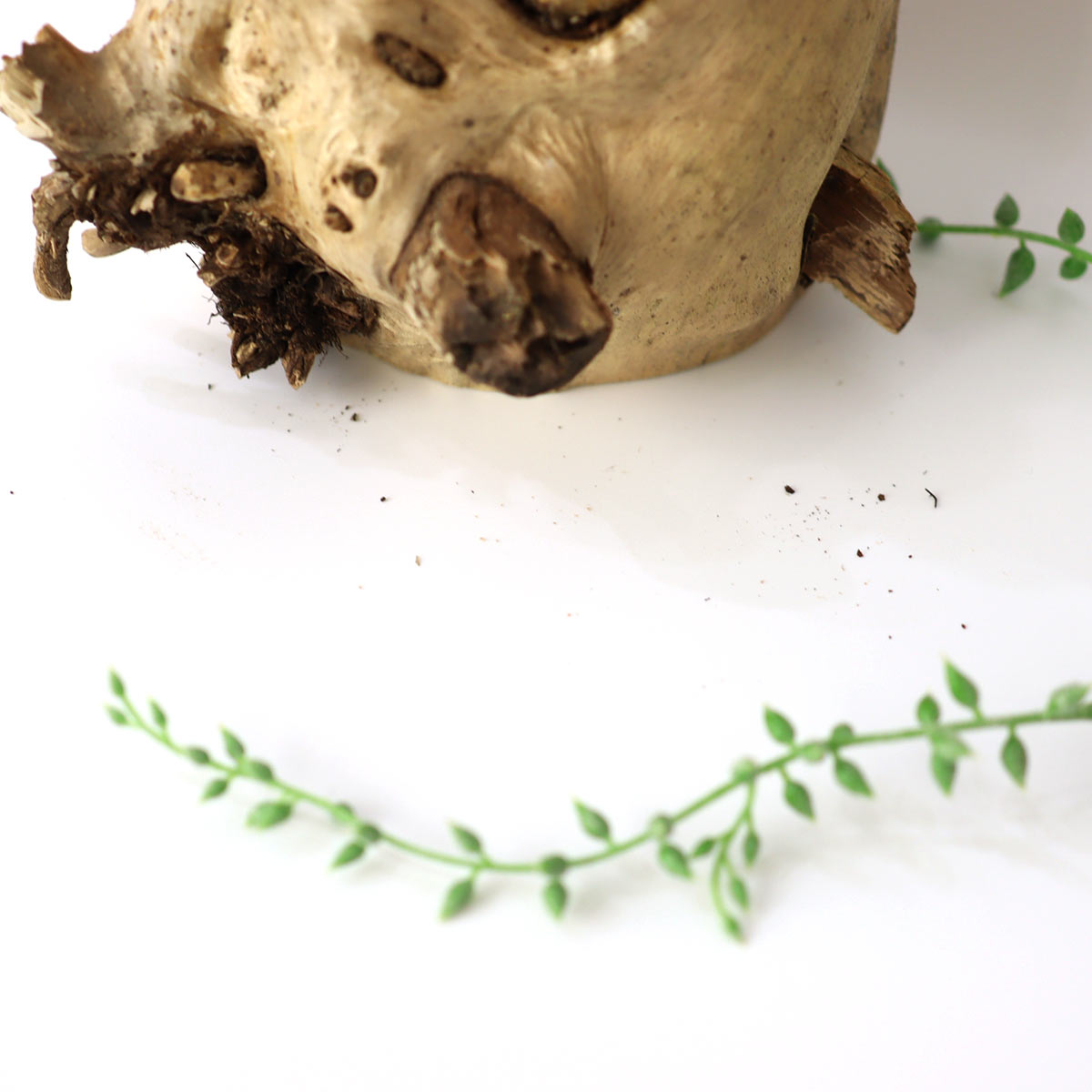 リバイブモブラープロジェクト 輪切りキートレイ 大杉 御神木からできた地球にやさしいトレー 【特大】