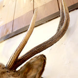 鹿の剥製 ハンティングトロフィー オブジェ 中古